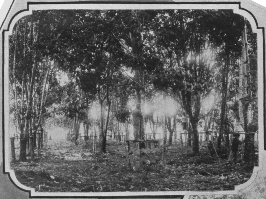 inchkenneth-estate-1908-pokok10thn.png