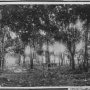 inchkenneth-estate-1908-pokok10thn.png