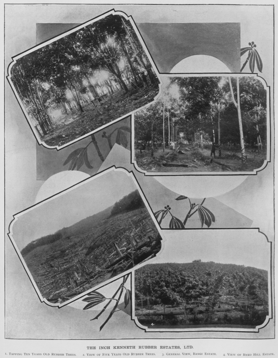 The Inch Kenneth Rubber Estates, Ltd. 1. Tapping ten years old rubber trees. 2. View of five years old rubber trees. 3. General view, Bangi Estate. 4. View of Reko Hill Estate.