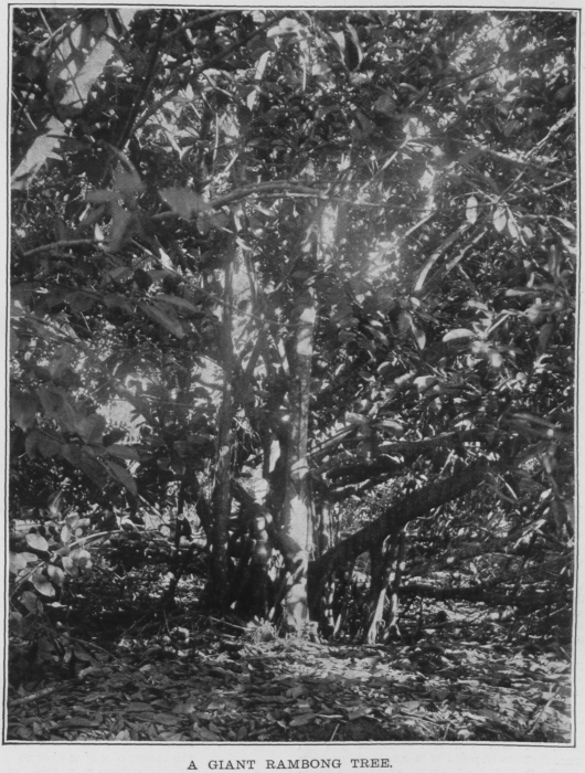 pokok-rambong-1908.png