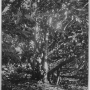 pokok-rambong-1908.png