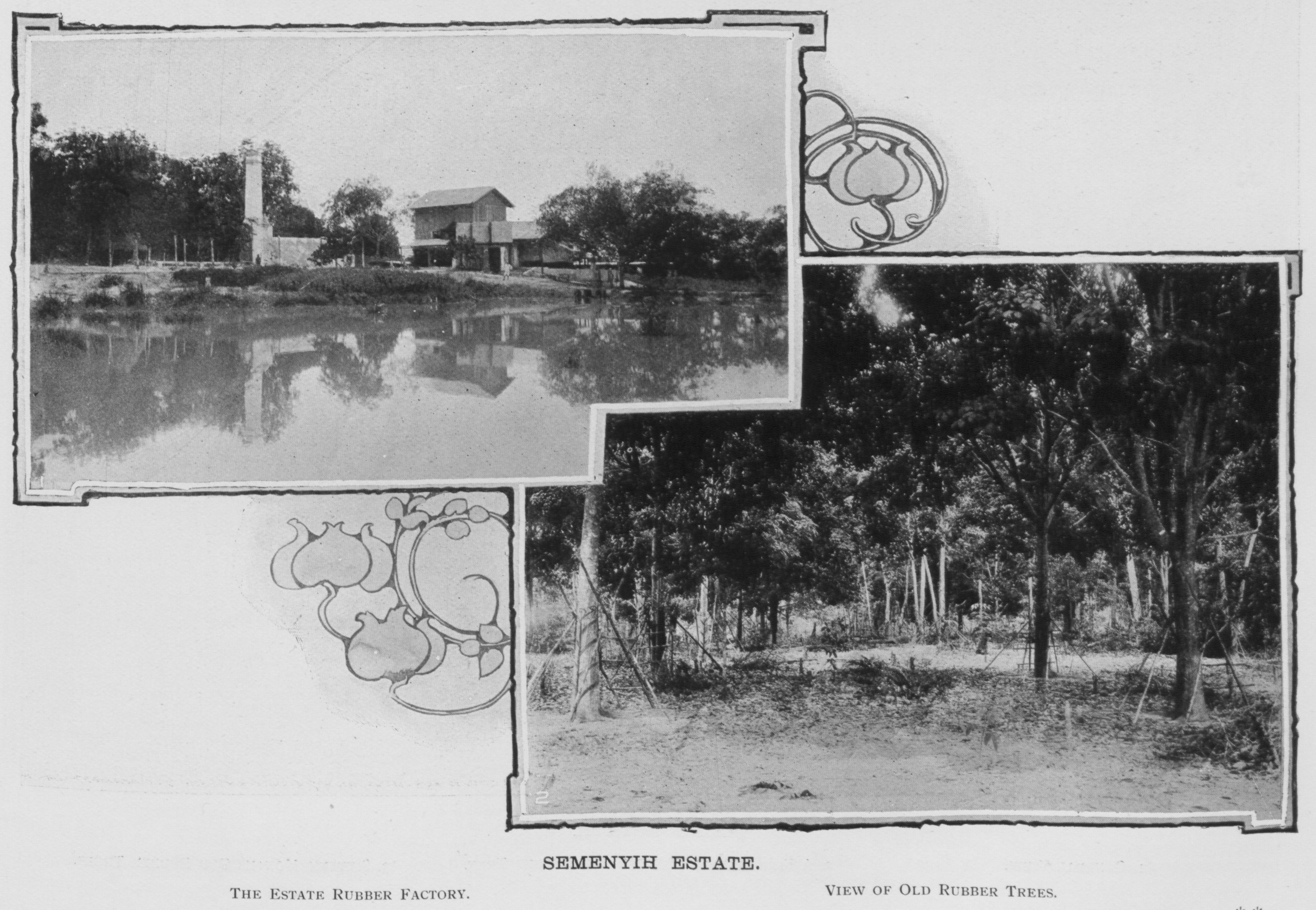 Semenyih Estate, 1908